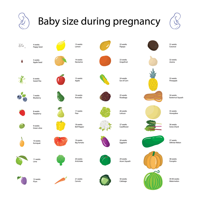 What is the first trimester of pregnancy