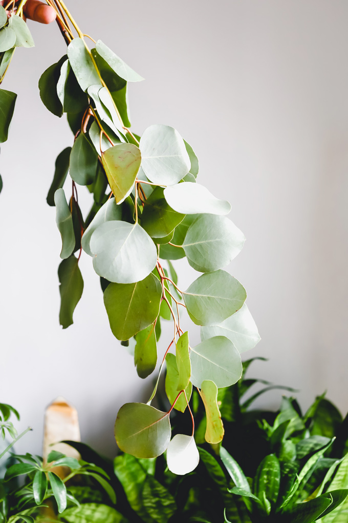 Hanging Eucalyptus in your Shower looks so pretty, spa like, but not only that, it provides a sense of peace and tranquility along with other healing properties. Think anti-stress, energizing and decongesting benefits. NeuroticMommy.com #wellness #healing #eucalyptus
